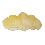 9. Kammusling ( 1 stk )